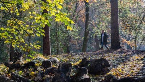 A wide shot of a visitor walking through the woodland at Quarry Bank Mill, Cheshire